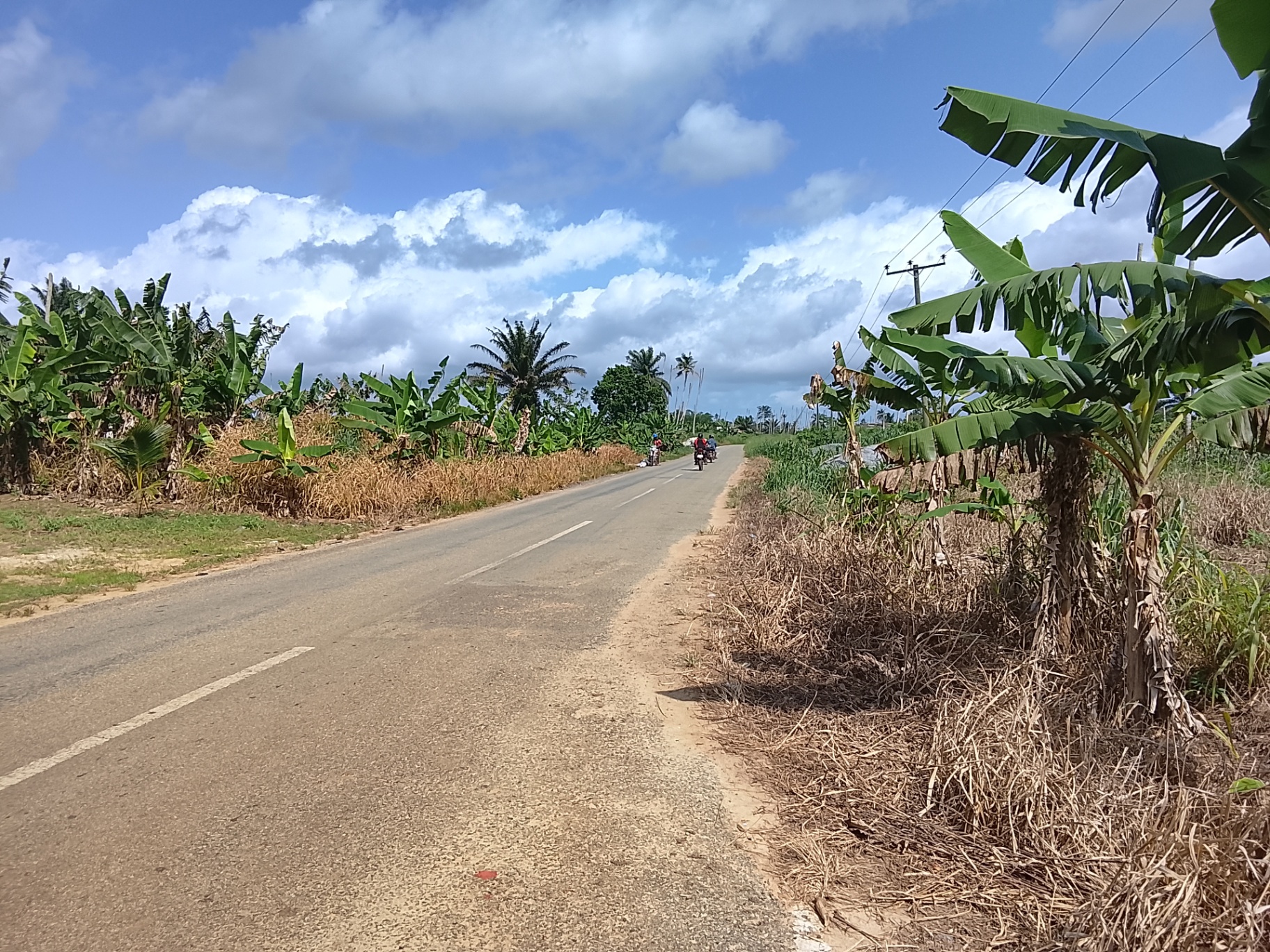 Tarred access road bordering banana and coconut farms